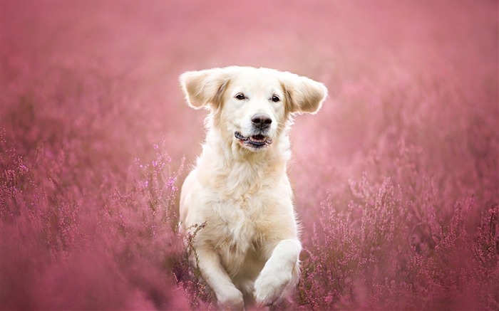 Flowers Mood Field Dog-Animal World HD Wallpaper Views:7527 Date:2016/2/24 7:47:28