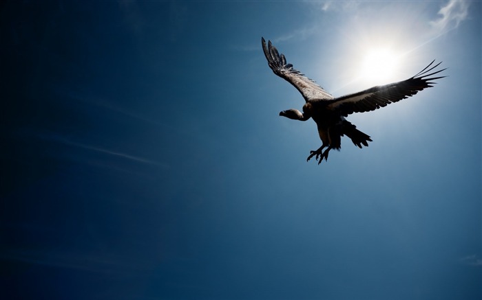 Flying Wings Vulture Bird-Animal World HD Wallpaper Views:8665 Date:2016/2/24 7:48:19