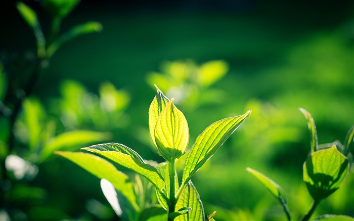 新鮮的葉子植物 - 宏高清壁紙 查看次數:7222