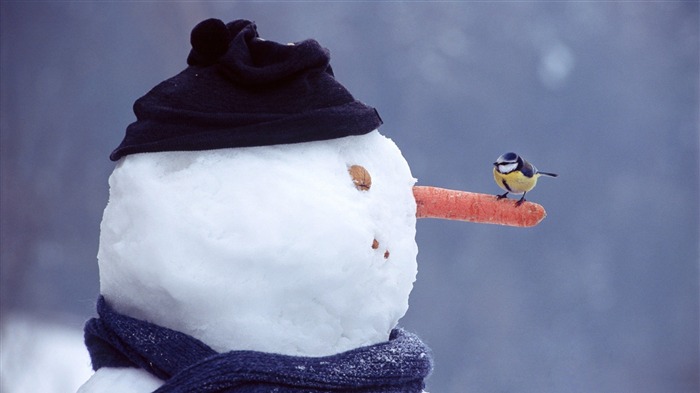 有趣的雪人鳥 - 冬季特寫高清壁紙 查看次數:10079