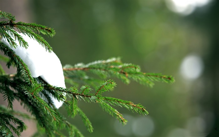 绿色森林雪-冬季特写高清壁纸 浏览:8154