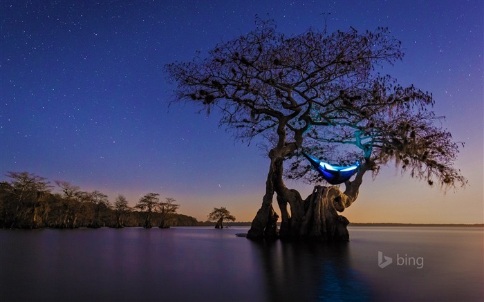 Hammock camping cipreste Florida-2016 Bing Papéis de Parede Visualizações:15219