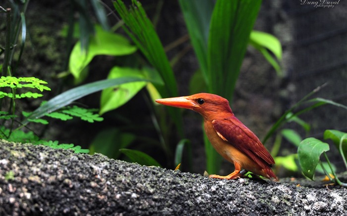 A grama de martinho pescador deixa papéis de parede de pássaro-animal foto HD Visualizações:7636