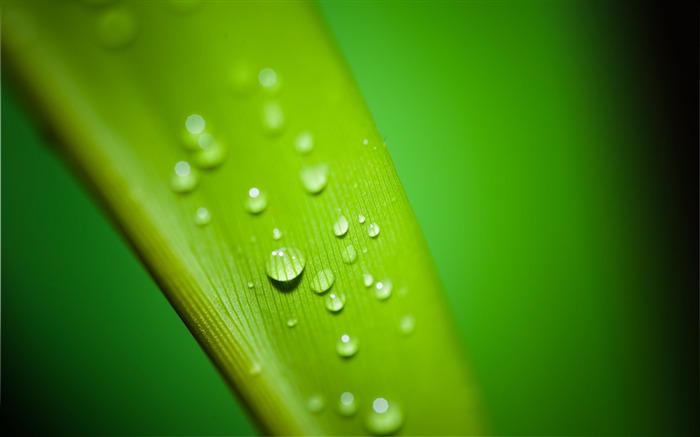 Leaf gotas macro de borrão de alta qualidade HD Wallpaper Visualizações:8055