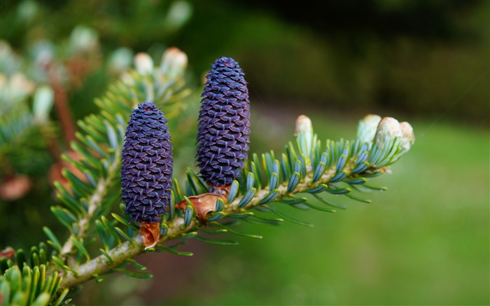 Needles cones branch needles-High Quality HD Wallpaper Views:7747 Date:2016/2/11 7:06:23