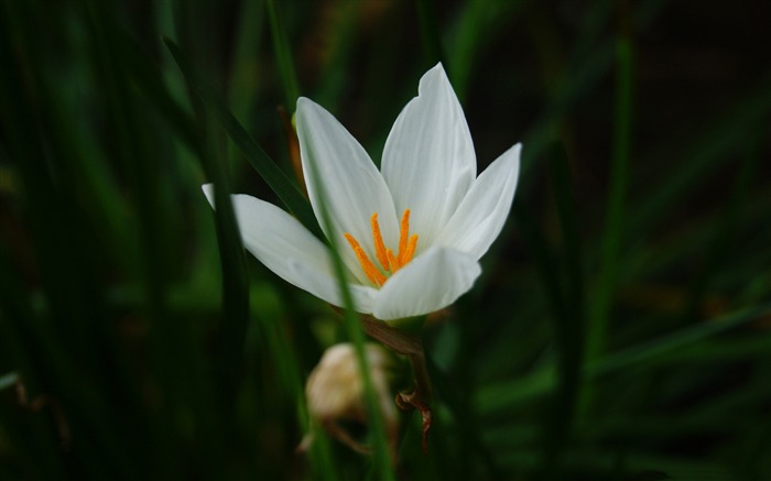 兰花绿色的背后-花卉照片高清壁纸 浏览:8006