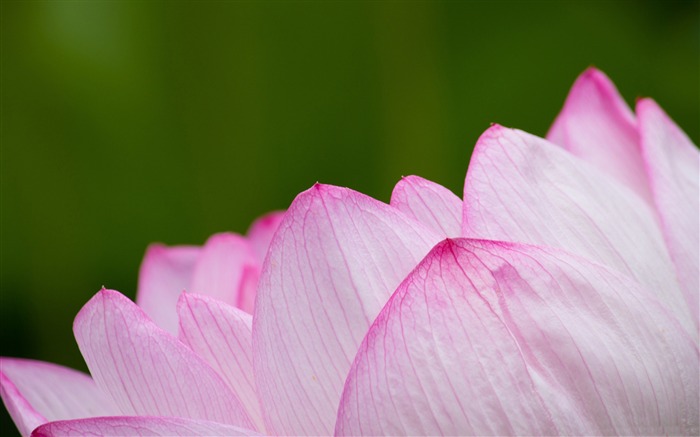 粉红莲-花卉照片高清壁纸 浏览:7006