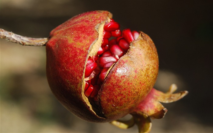 Fruta de la granada maduro-alta calidad fondo de pantalla HD Vistas:7944