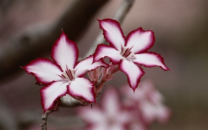 Pétalas de flores de lírios roxos - papel de parede de alta qualidade HD Visualizações:7978