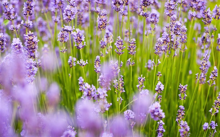 Purple lavender-Flowers Photo HD Wallpaper Views:10432 Date:2016/2/16 6:29:40