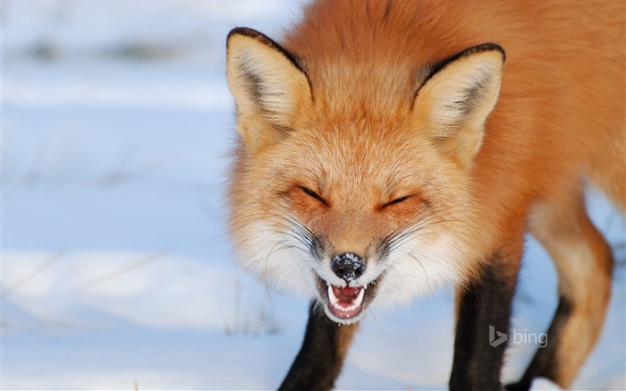 Red Fox Montreal Canadá-2016 Bing Wallpaper Visualizações:32355