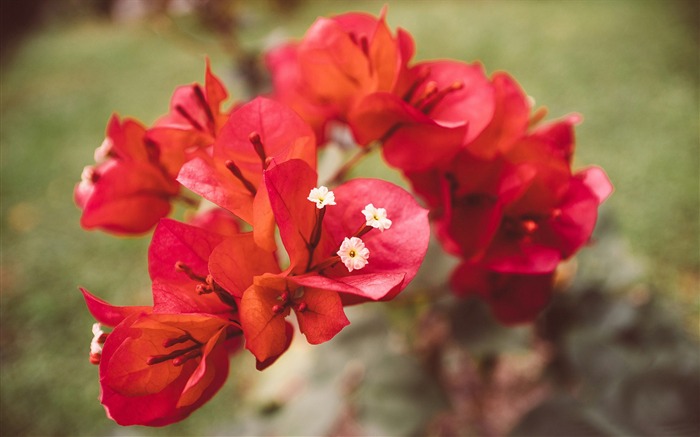 Flores vermelhas de buganvílias - papel de parede de alta qualidade HD Visualizações:7812