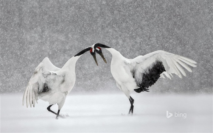 Rouge couronné grues dansent à Hokkaido au Japon-2016 Bing Fond d'écran Vues:8208