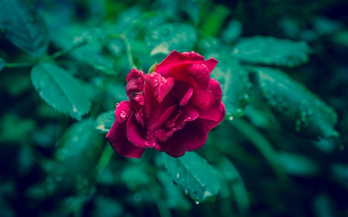 Red rose and green leaves-Flowers Photo HD Wallpaper Views:7432 Date:2016/2/16 6:33:59