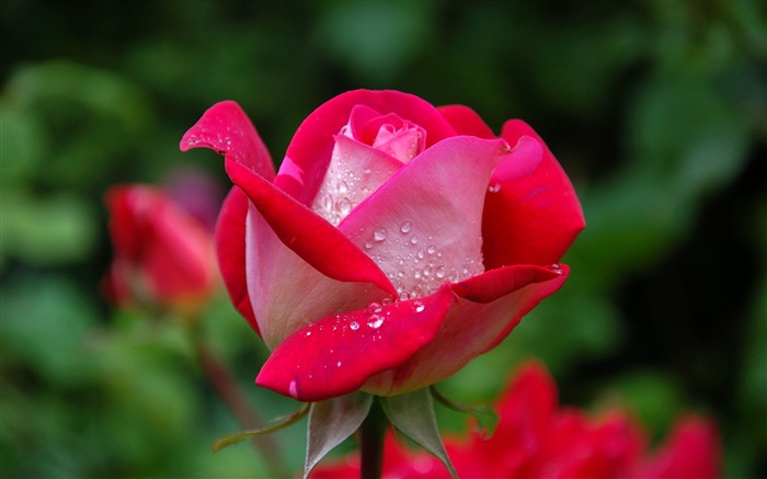 Rose bud gouttes-Fleurs Photo HD Fond d'écran Vues:8203