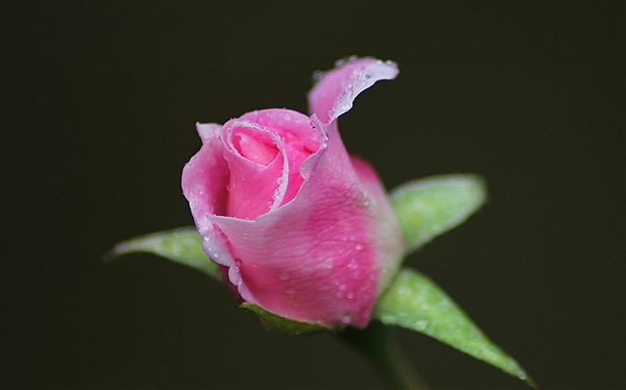 Flor de Rosebud gotas de alta calidad fondo de pantalla HD Vistas:6725