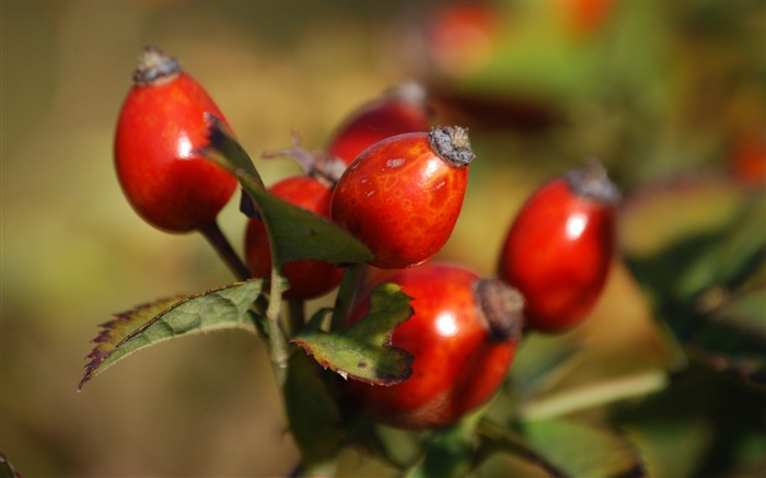 Rosehip fruits berries-High Quality HD Wallpaper Views:7246 Date:2016/2/11 7:10:45