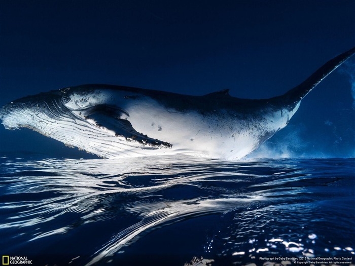 Saint-Paul Reunion Floating Whale-2015 National Geographic Wallpaper Views:11286 Date:2016/2/18 6:17:22