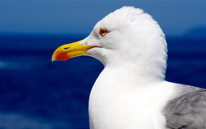 Perfil do bico da ave de gaivota - papel de parede de alta qualidade HD Visualizações:9294