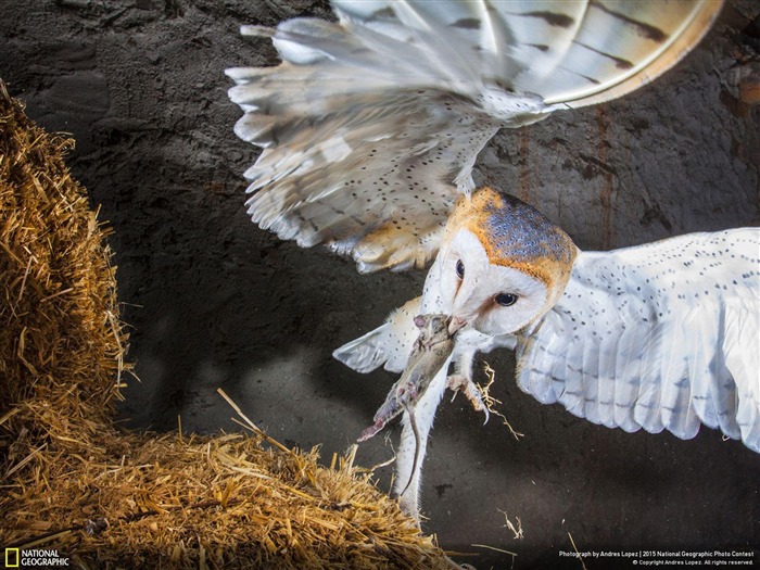 Segovia Spain Hunting scene-2015 National Geographic Wallpaper Views:7135 Date:2016/2/18 6:18:18