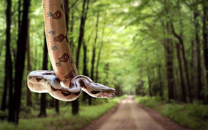 Serpente estrada gramado árvores-Animal Foto HD Wallpaper Visualizações:8269