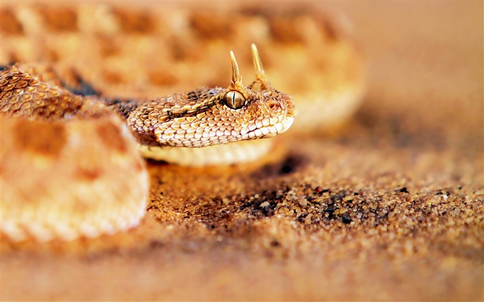 Snake sand face predatory-Animal Photo HD Wallpaper Views:7731 Date:2016/2/2 6:19:52