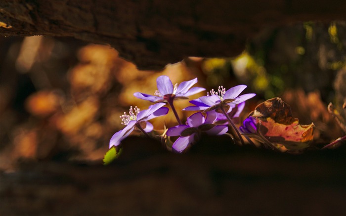 forêt de printemps-Fleurs Photo HD Fond d'écran Vues:7437