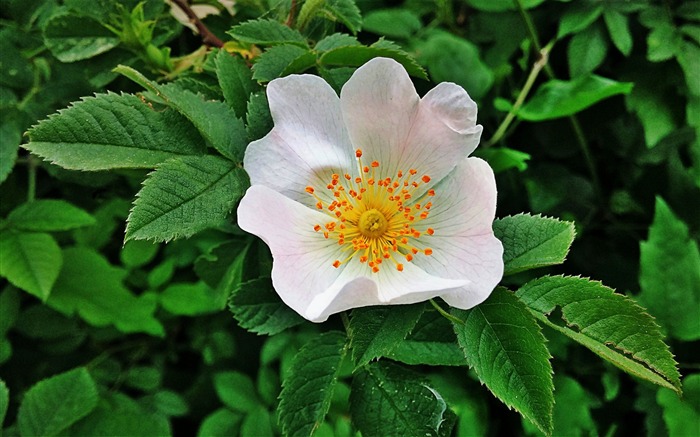 Floresta branca de primavera, papel de parede de alta qualidade HD Visualizações:6664