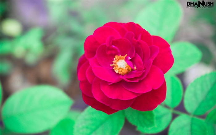 La rose rouge-Fleurs Photo HD Fond d'écran Vues:7116