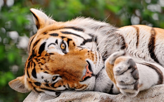 Tiger face predator-Animal Photo HD Wallpapers Visualizações:7808