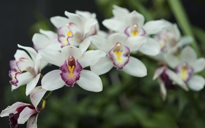 white orchid-Fleurs Photo HD Fond d'écran Vues:10093