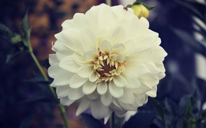 White rose nature-Flowers Photo HD Wallpaper Views:7907 Date:2016/2/16 6:30:43