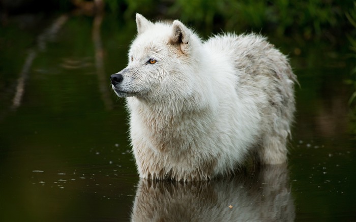 白狼捕食者水 - 動物世界高清壁紙 查看次數:10369