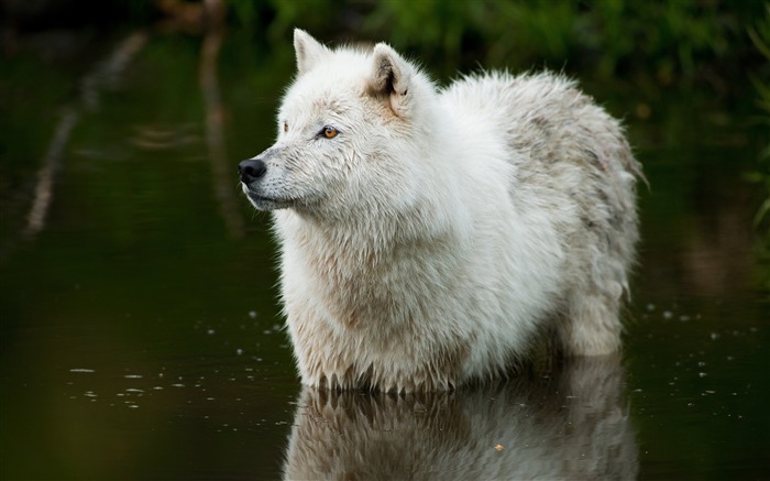 Wolf depredador agua-alta calidad fondo de pantalla HD Vistas:6673