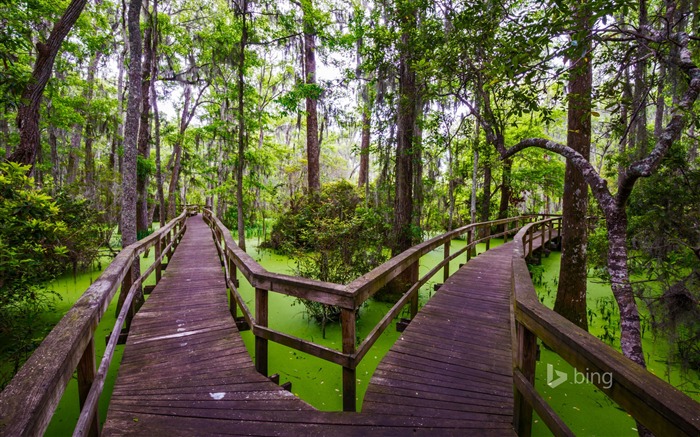 passerelle en bois Hilton Head en Caroline île-2016 Bing Fond d'écran Vues:6098