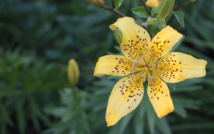 Yellow lily-Flowers Photo HD Wallpaper Views:6323 Date:2016/2/16 6:44:38