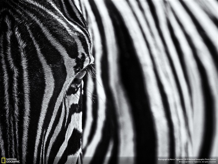 Zebra The look of nature-2015 National Geographic Wallpaper Views:7037 Date:2016/2/18 6:25:53