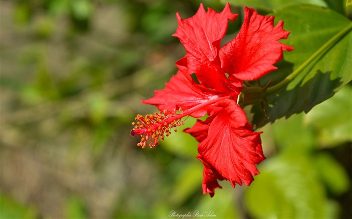 红色的花公园-花卉照片高清壁纸 浏览:7147