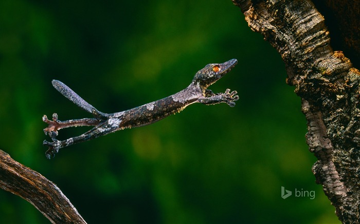 Un gecko de cola de hoja de Henkels a mediados de 2016 Bing Desktop Wallpaper Vistas:9445