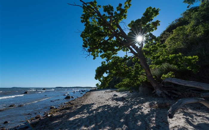 Plage arbre ciel bleu-Allemagne Rugen HD Fonds d'écran Vues:7843