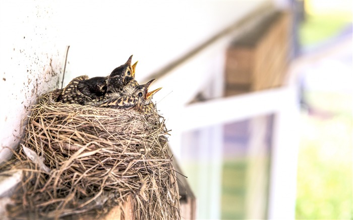 Birds chicks nest beak-High Quality HD Wallpaper Views:7816 Date:2016/3/11 6:32:25