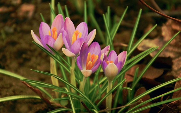 Blooming pink crocus close up-Spring Flowers HD Wallpaper Views:9151 Date:2016/3/28 7:01:08