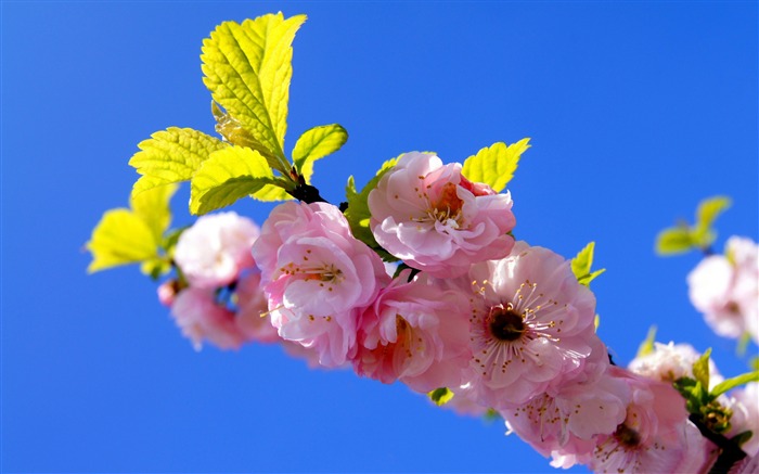 Blossom in the blue sky-Spring Flowers HD Wallpaper Views:10619 Date:2016/3/28 7:15:32