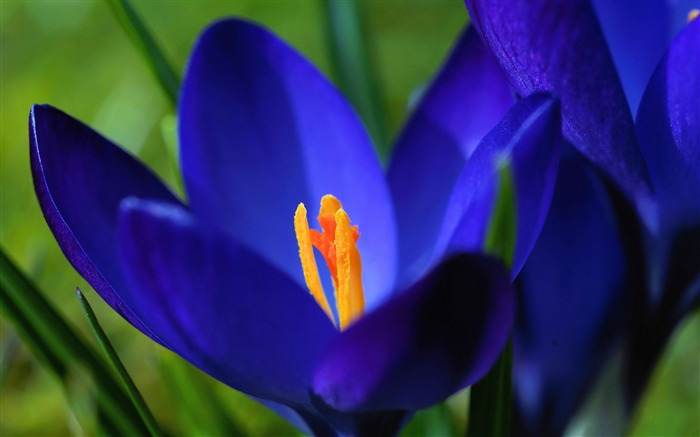 Blue crocus macro-Spring Flowers HD Wallpaper Views:8854 Date:2016/3/28 6:58:36