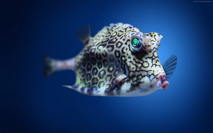 Boxfish cowfish atlantic-Marine life HD Wallpaper Views:10457 Date:2016/3/20 8:11:01