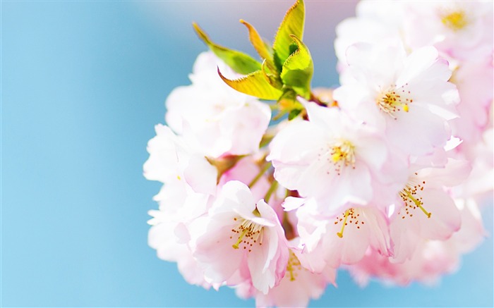 Cute pink cherry blossom-Spring Flowers HD Wallpaper Views:14607 Date:2016/3/28 7:02:16