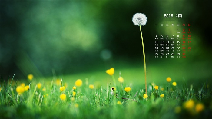 Dandelion meadow-April 2016 Calendar Wallpaper Views:7406 Date:2016/3/30 8:41:40