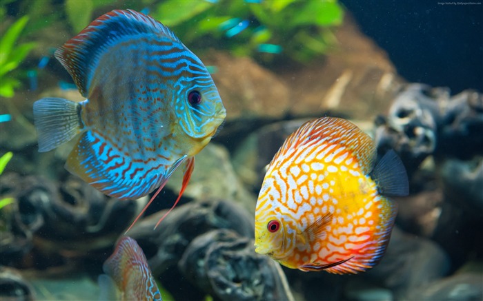 Discus exotiques poissons d'aquarium-La vie marine HD Fonds d'écran Vues:28366