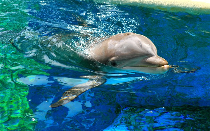 海豚亚美尼亚-海洋生物高清壁纸 浏览:10458