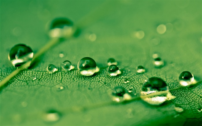 Drops Green Water Leaf-Macro photo HD Wallpaper Visualizações:10691